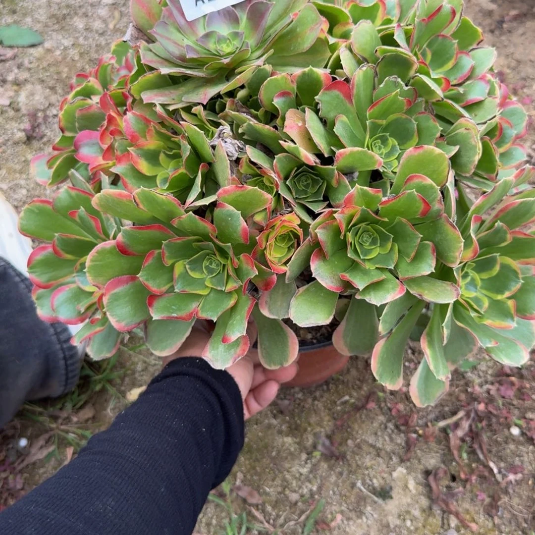 258特斯拉。多肉植物