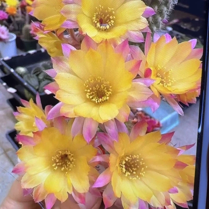 33白檀白13一个无根侧牙，20包邮