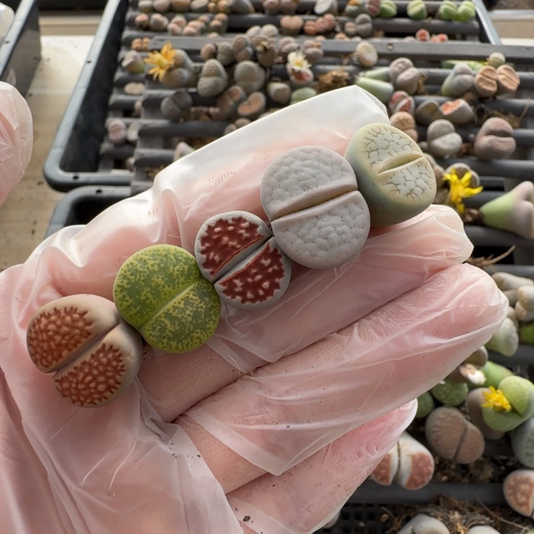 11.20。萌肉一抓子清货。8085