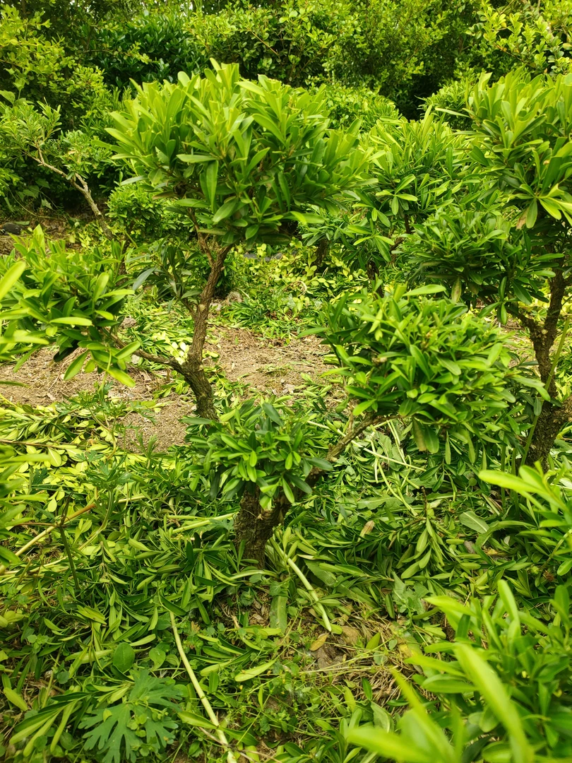 瓜子黄杨盆景，雀舌黄杨盆景，一物一拍