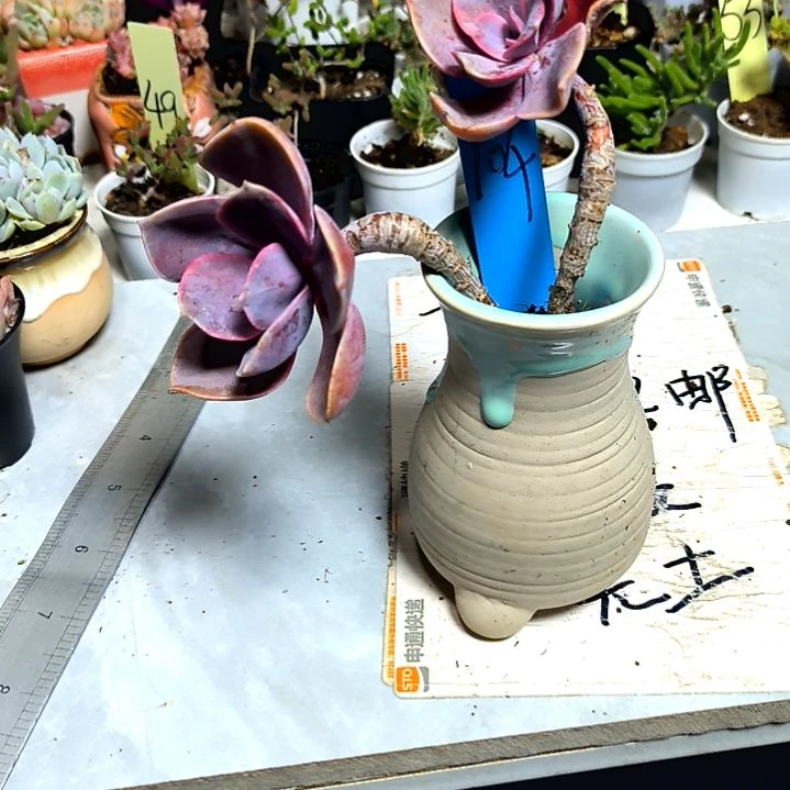 满9元包邮，，紫丁香老庄俩颗