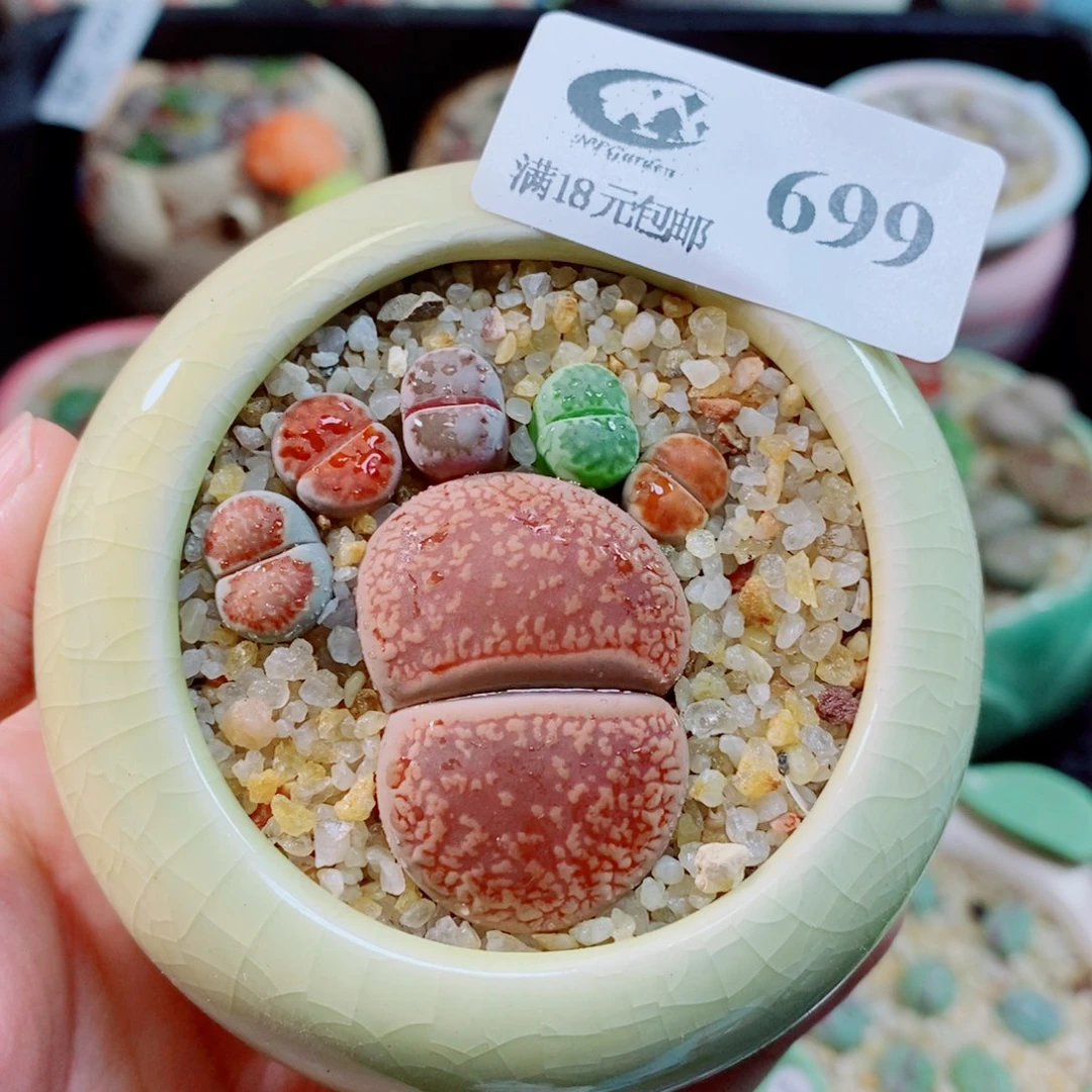 生石花花花花开了699
