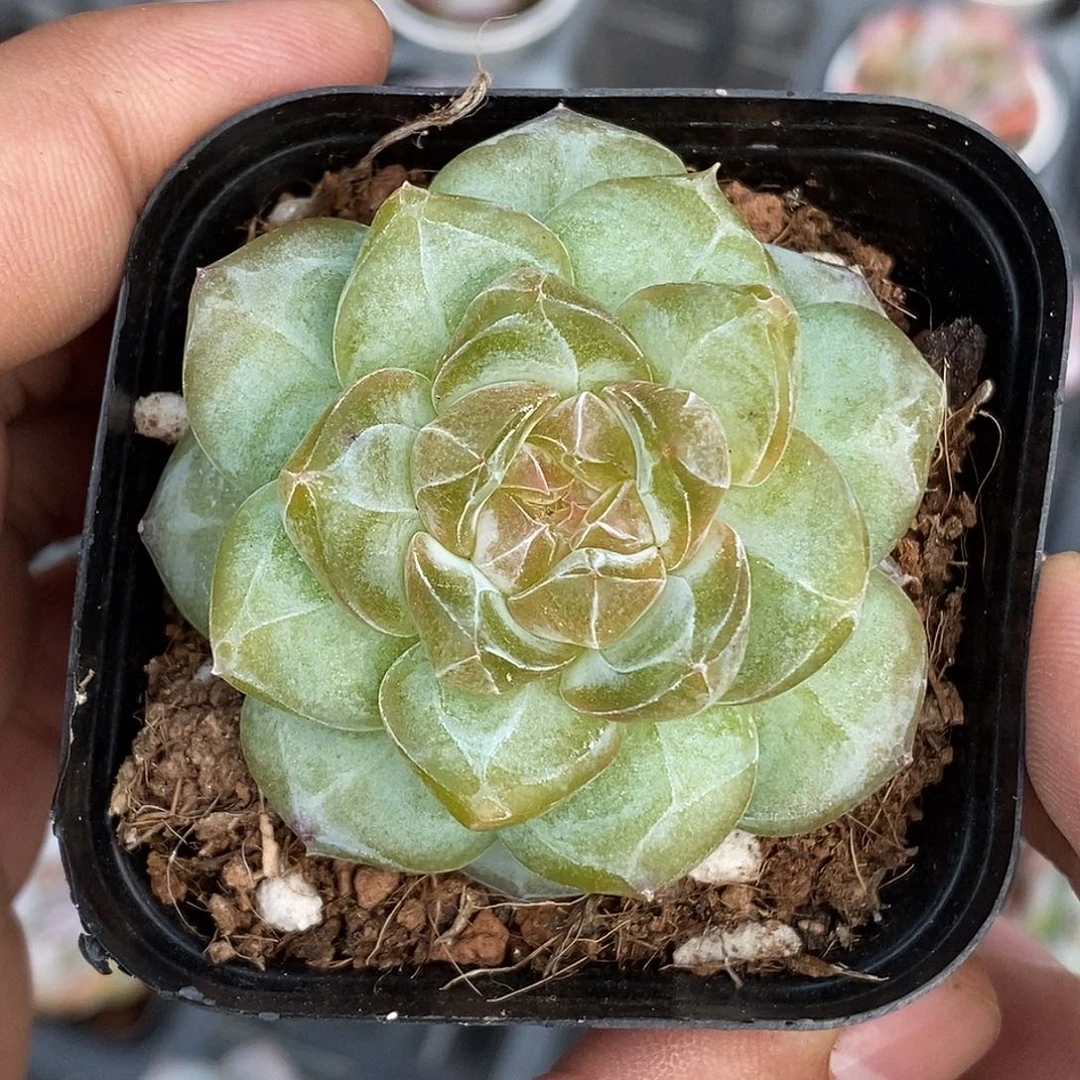 糖心30包邮非偏远