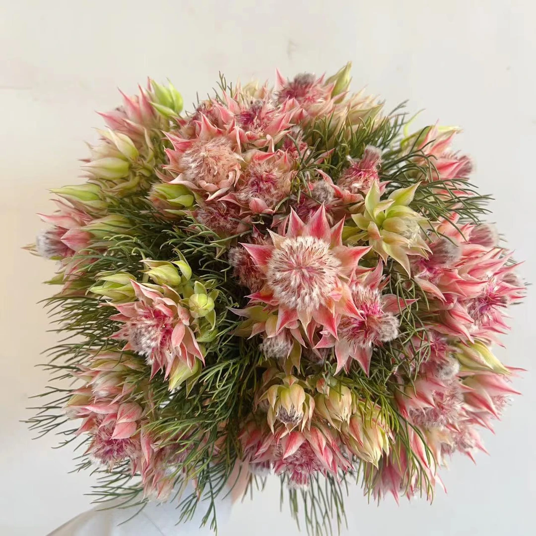 进口小众花材 新鲜【桌面新娘花】 可做干花 昆明基地直发 顺丰包邮