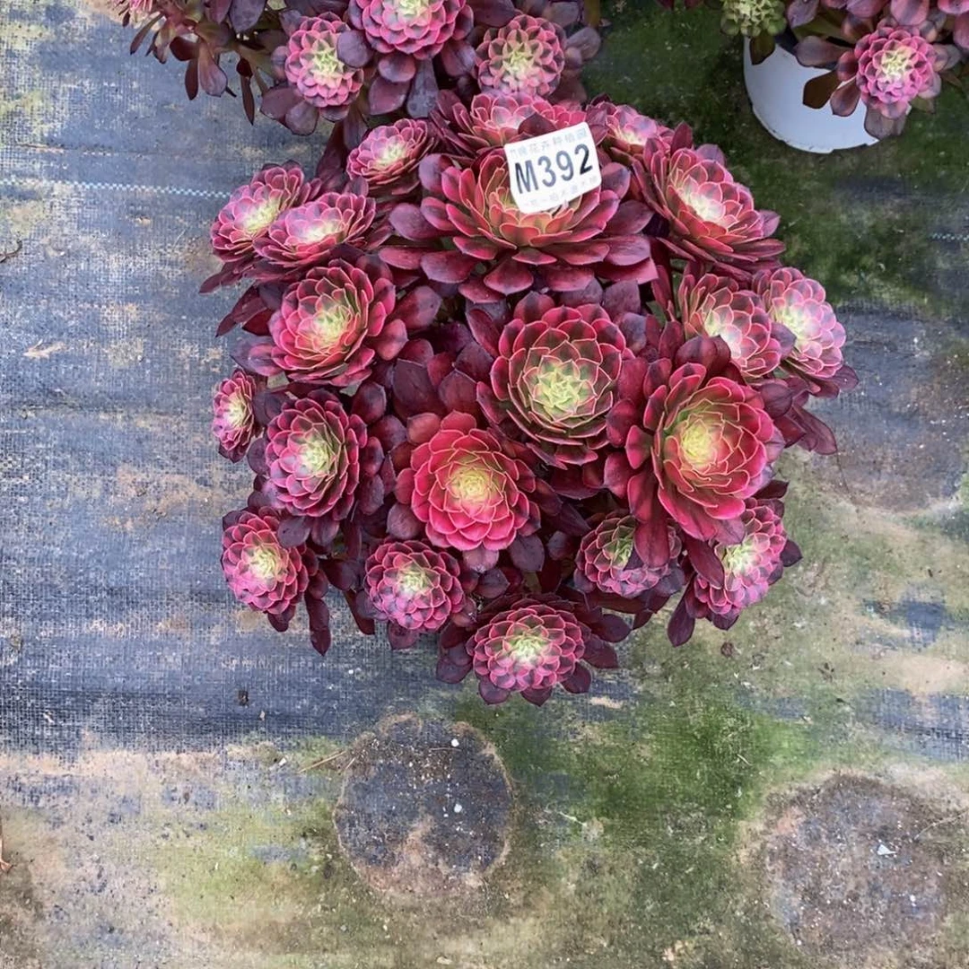 全部花朵392丛林祝融嫩桩