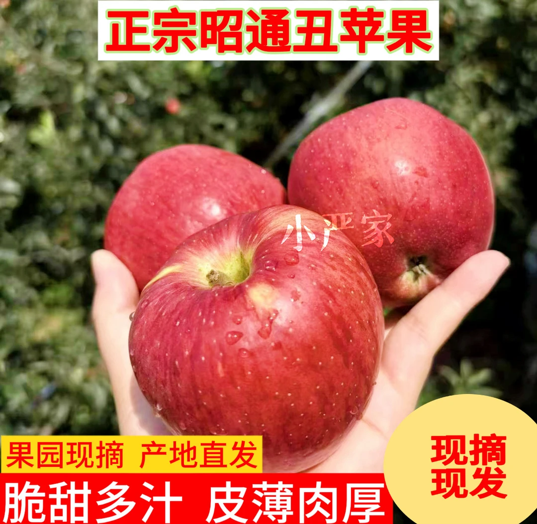 正宗云南昭通苹果新鲜甜蜜丑苹果原产地现摘脆甜好吃营养多汁肉厚