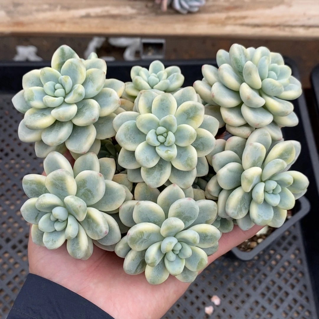 劳尔锦多肉植物7030