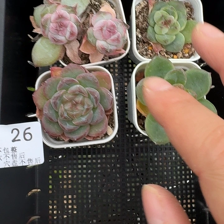 如26图5.5方盆珍妮4颗不售后