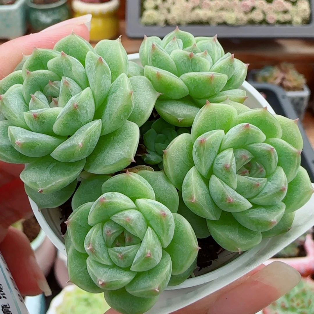 花语逸镜0917-10包子麦秆整