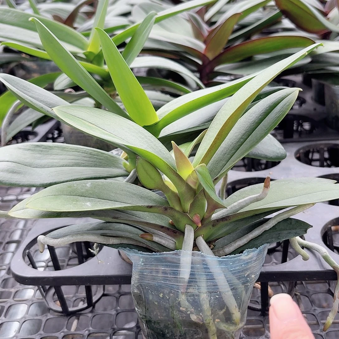 陈***明无花朵小叶新品1颗多头