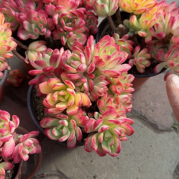 小叮当锦多肉植物