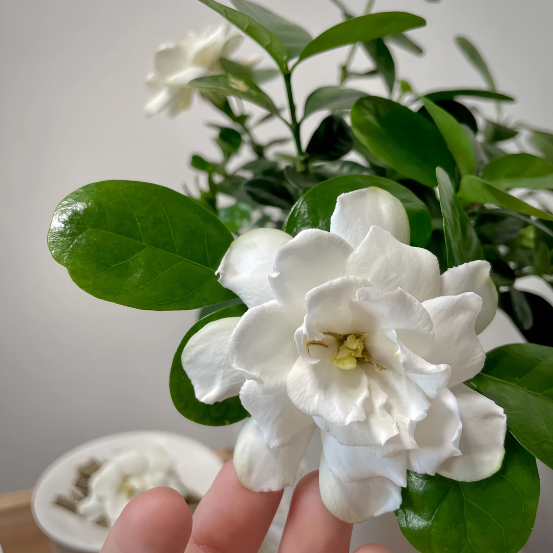 【皓月袋苗】稀有品种小叶栀子花浓香耐热 绿植花卉室内外植物