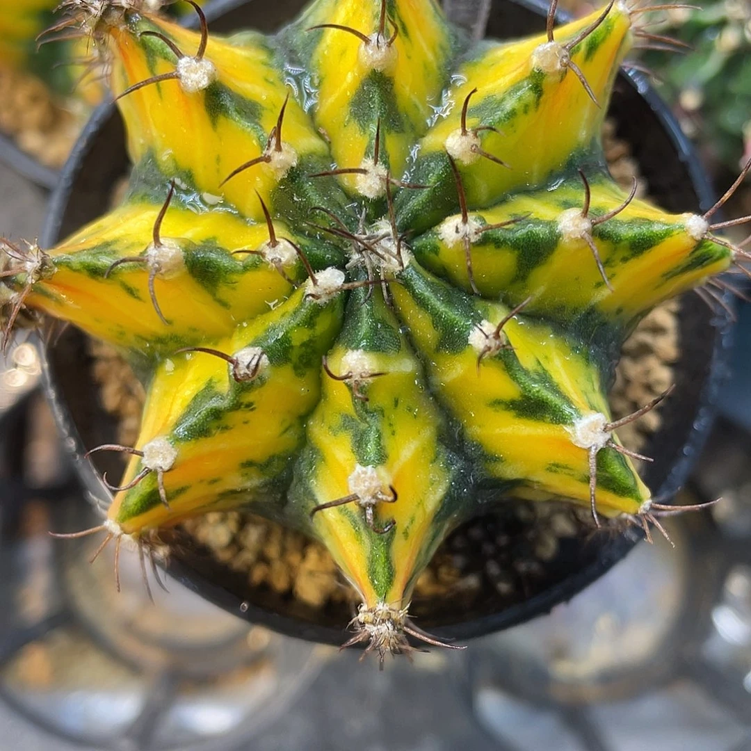 1-165米哈锦6.8厘米