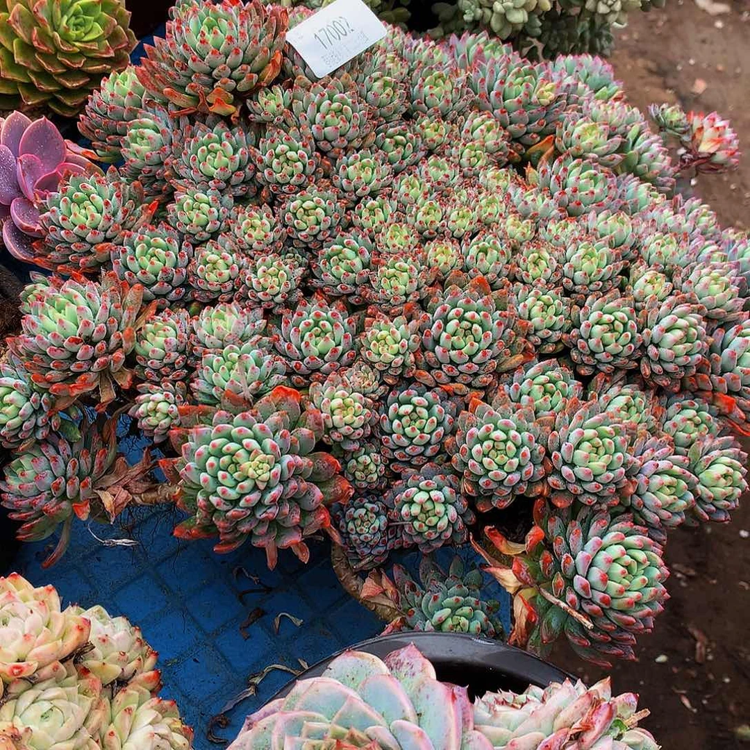 不****蓝苹果17002多肉多肉