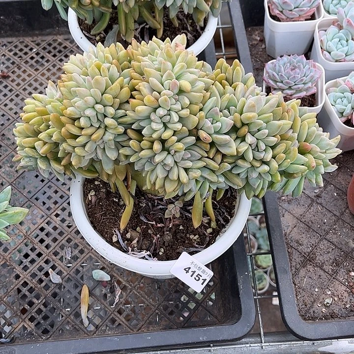 阿雅园艺。          4151淡雪缀