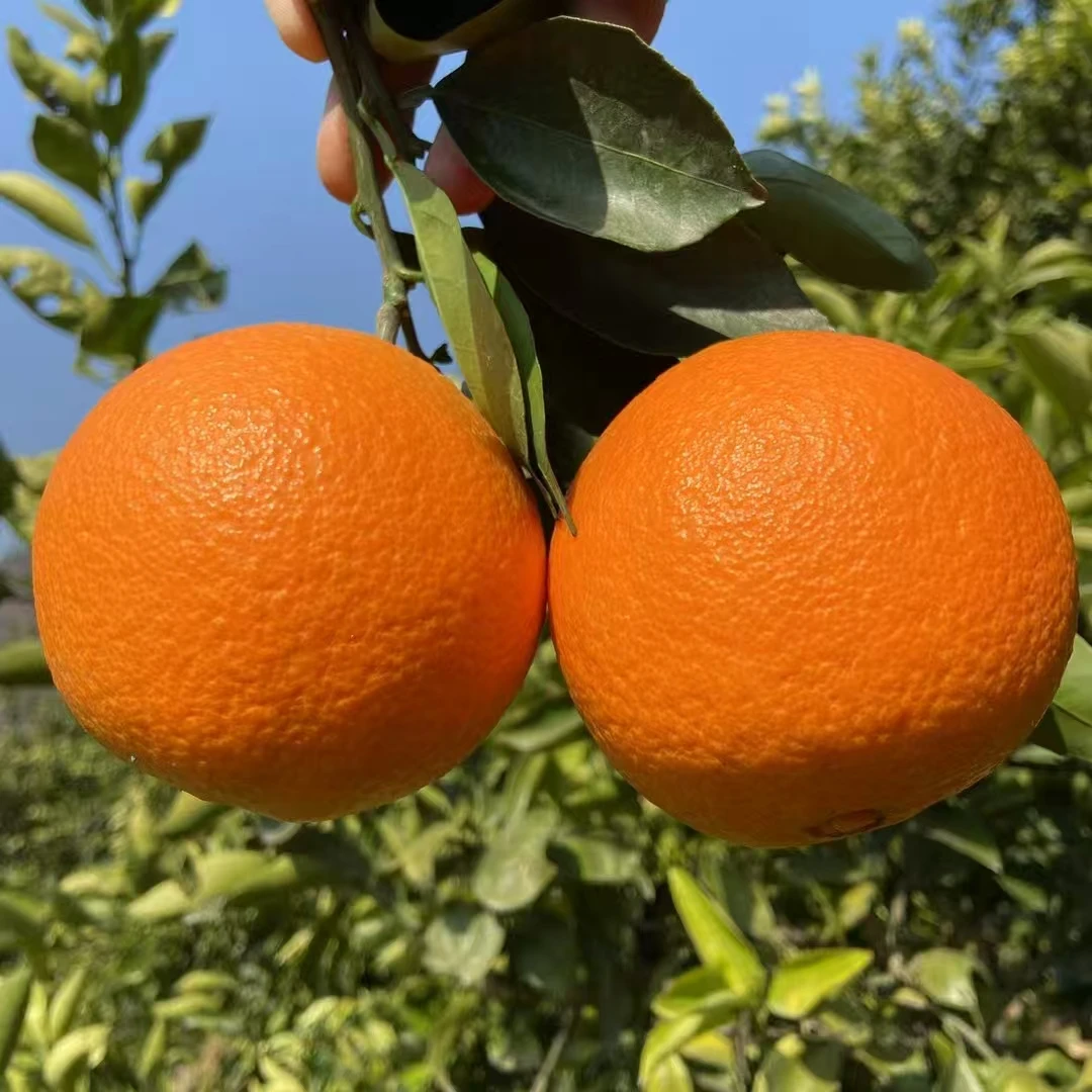 （福本）正宗奉节脐橙新鲜现摘应季水果多汁香甜果园直发