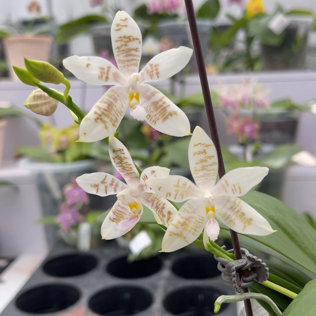 完全开放908 2.8寸三梗 蓝麻雀 一物一拍