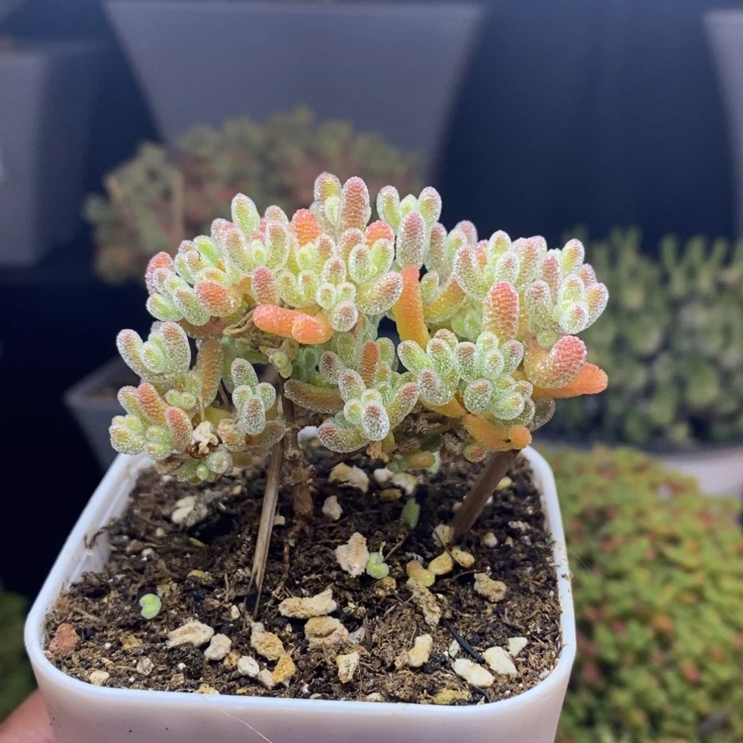 无花朵9号优选冰橙枝干