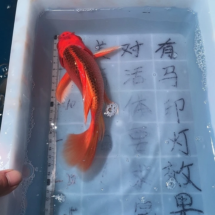 蝴蝶鲤鱼渔场直发91