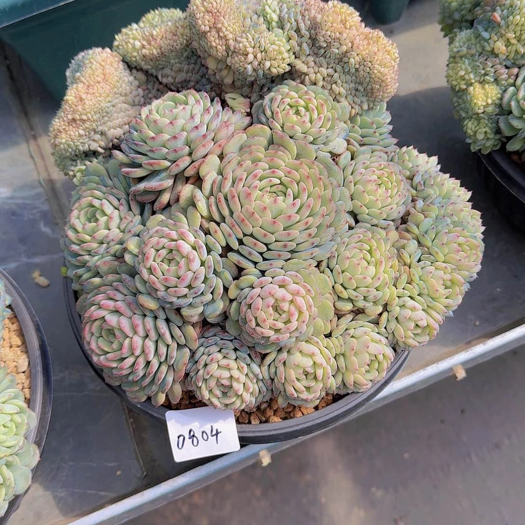 蛋*0804白胖子多肉