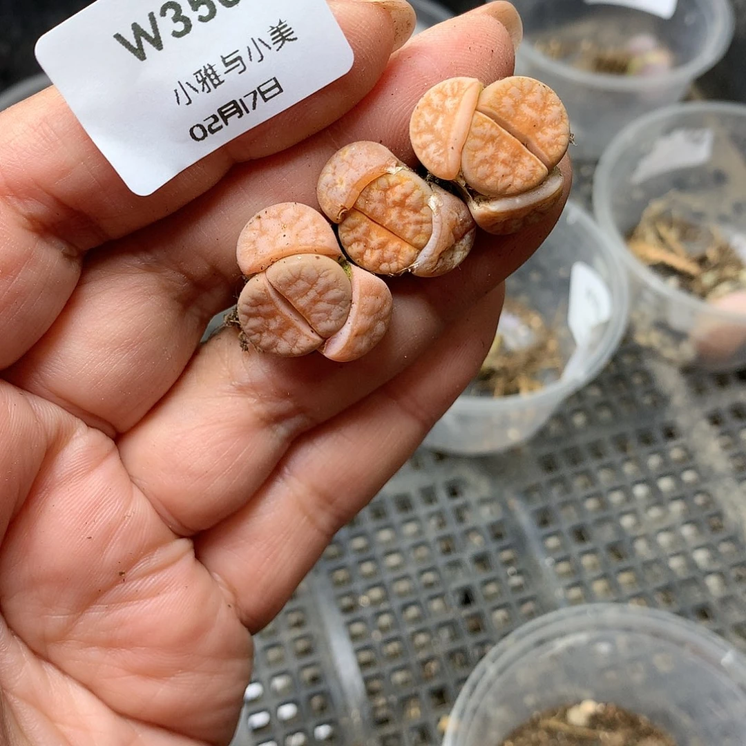 W350多肉植物保护研究所