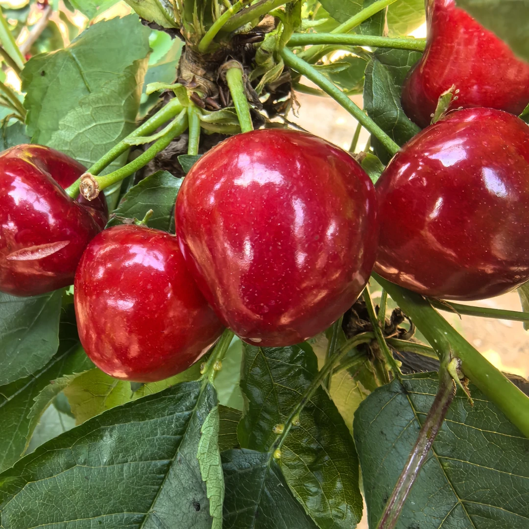 【大连露天美早】樱桃5斤当天采摘新鲜顺丰空运包邮