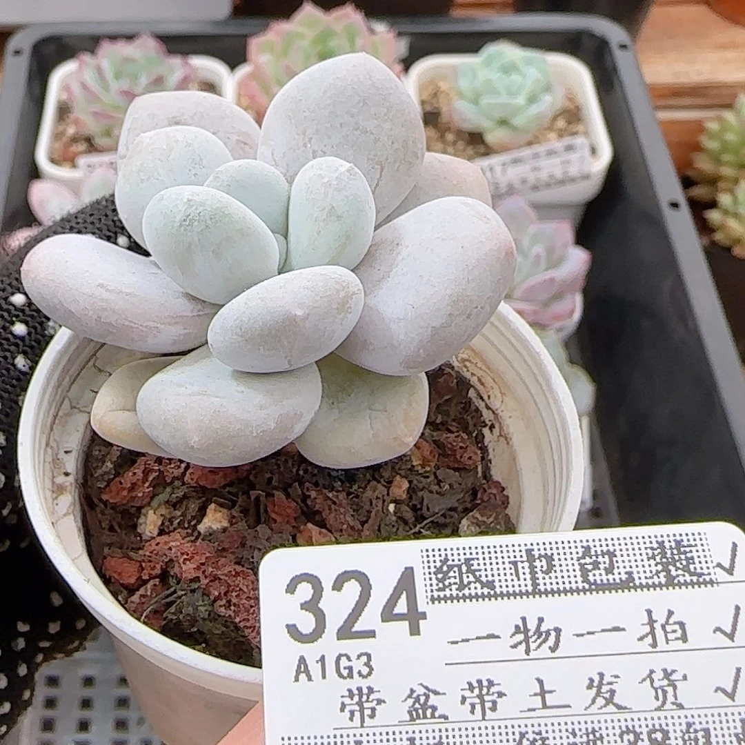 多肉A0A0--324奶酪系列小老桩