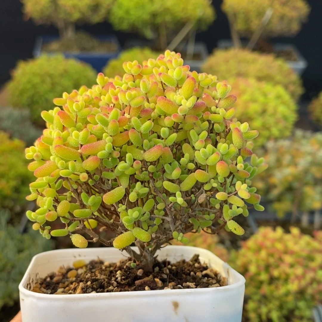 0884蜜橘糖球 。