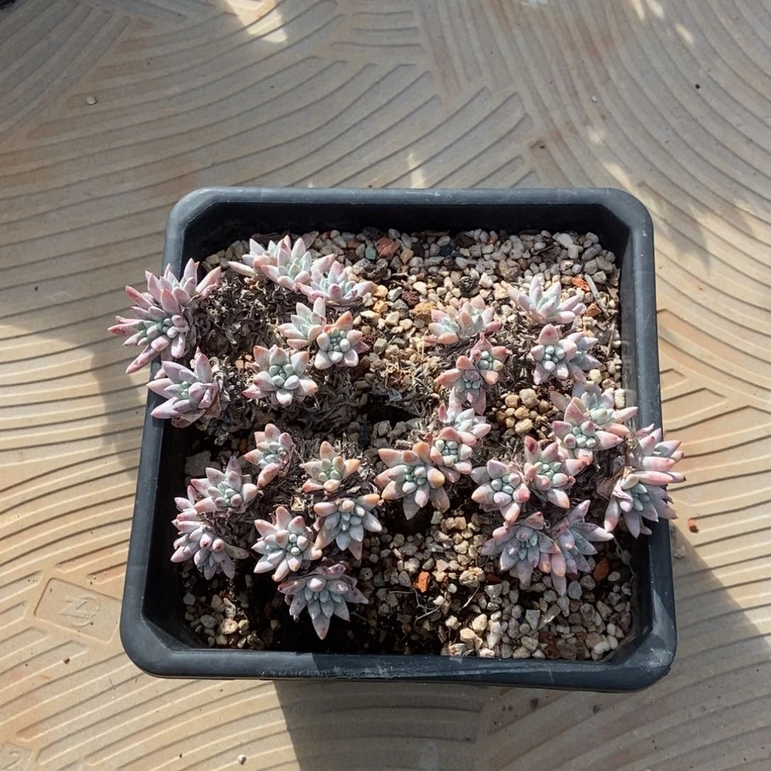 白菊多肉植物啦啦啦