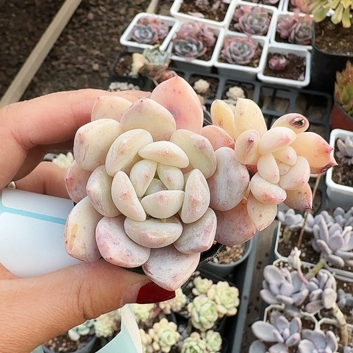 小*多肉植物满20包邮