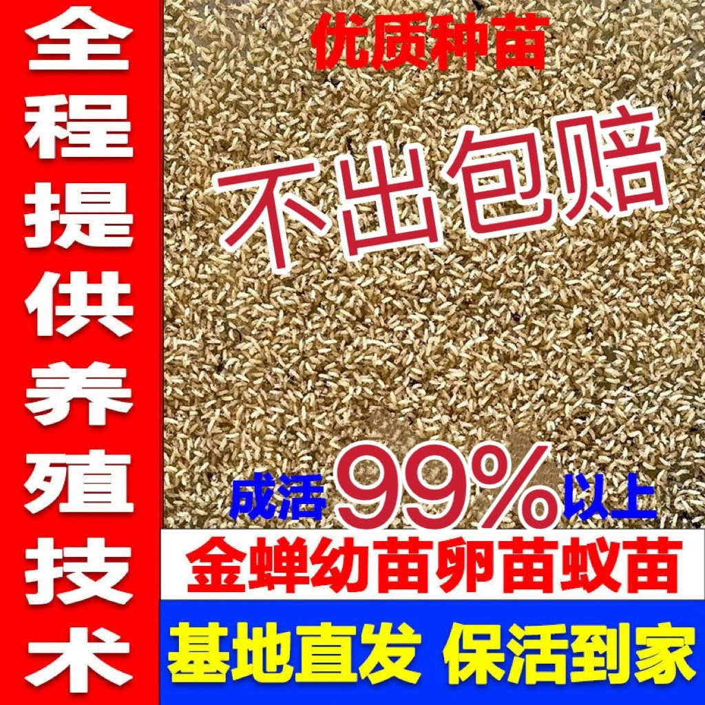 金蝉幼种养殖蝉蚁种子幼种知了猴卵孵化爬幼种优质养殖蝉蚁卵