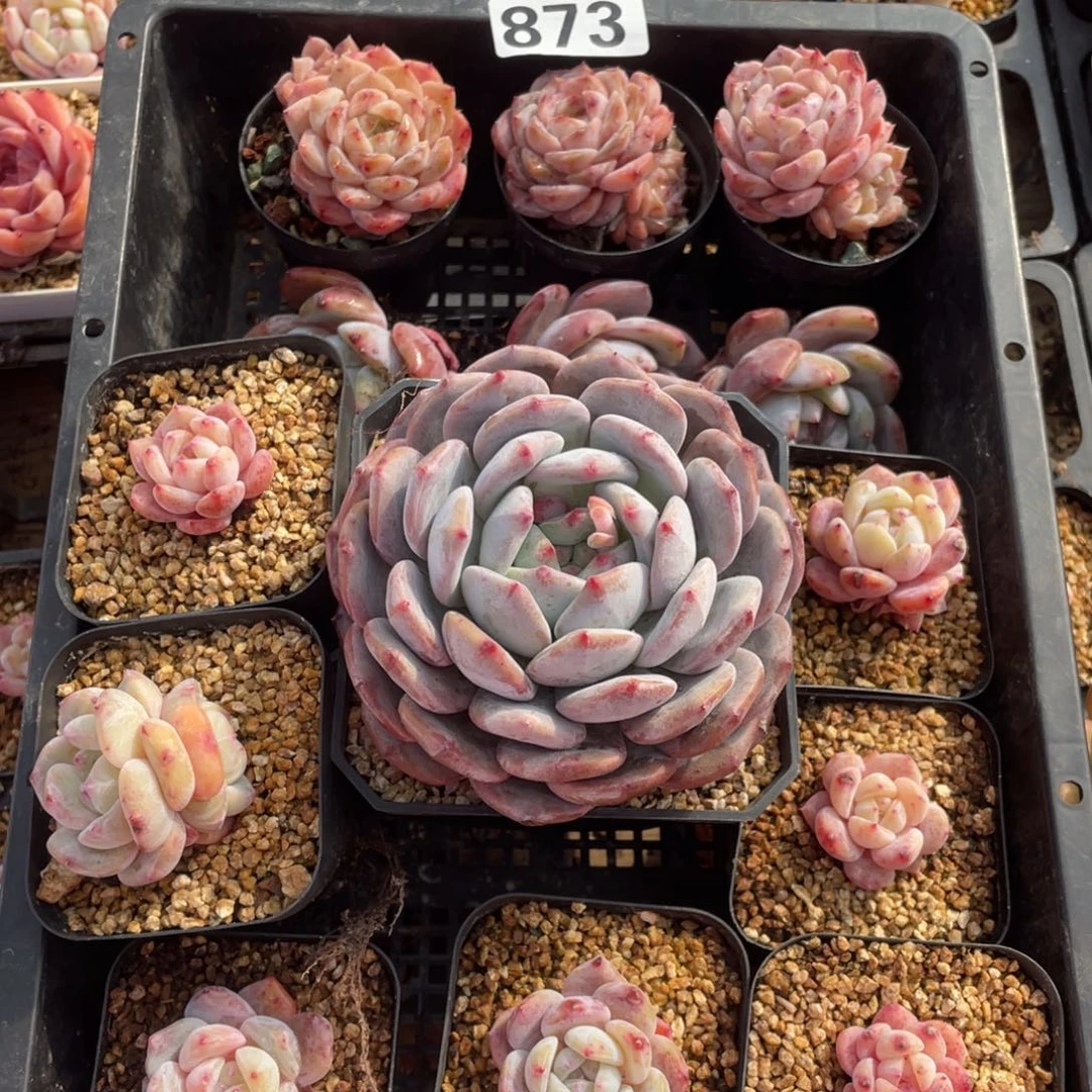 多肉植物十四个精品873