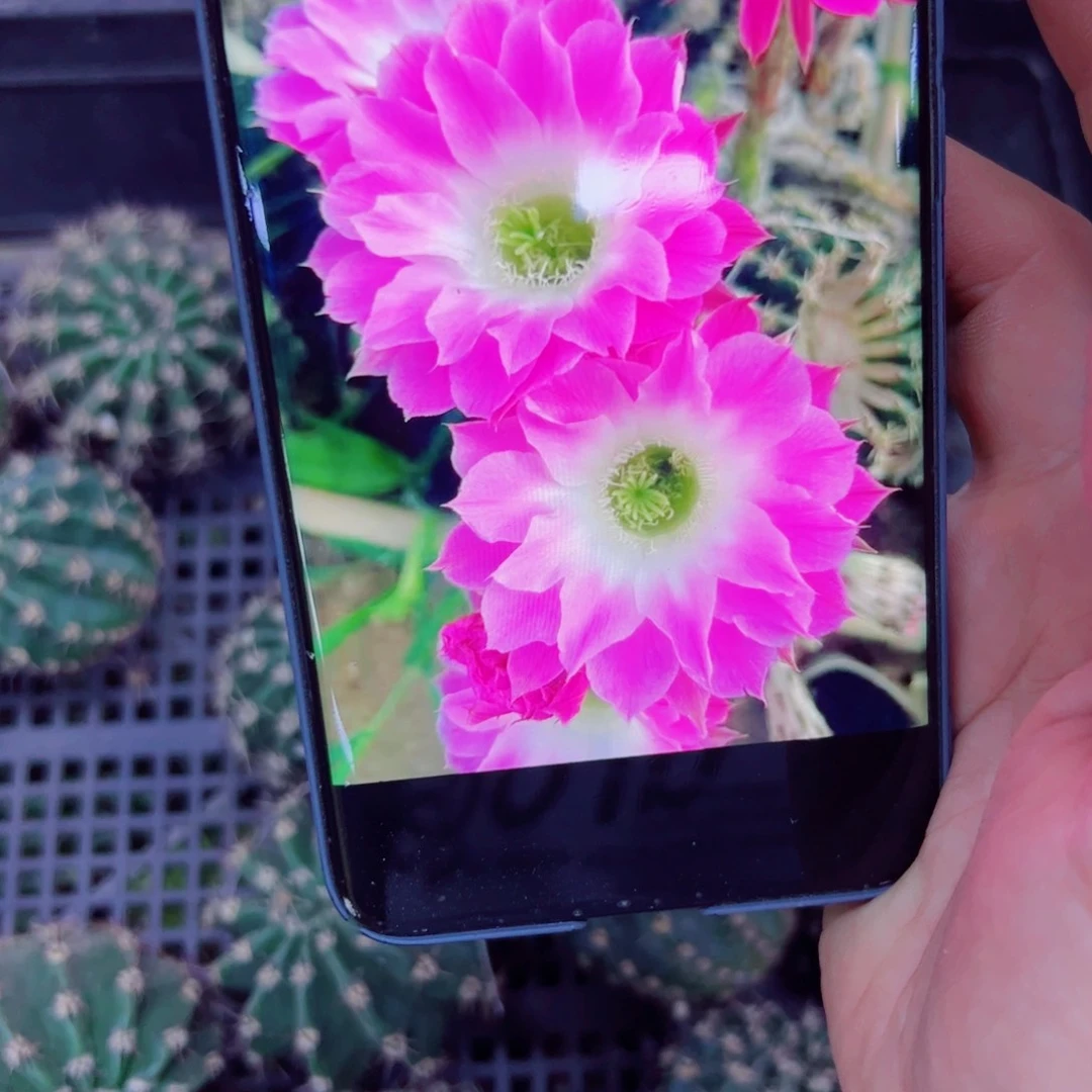 下54彩草A314 歪无根侧芽4公分左右20包邮