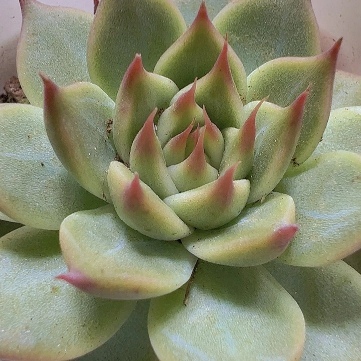 托斯卡19包邮多肉植物
