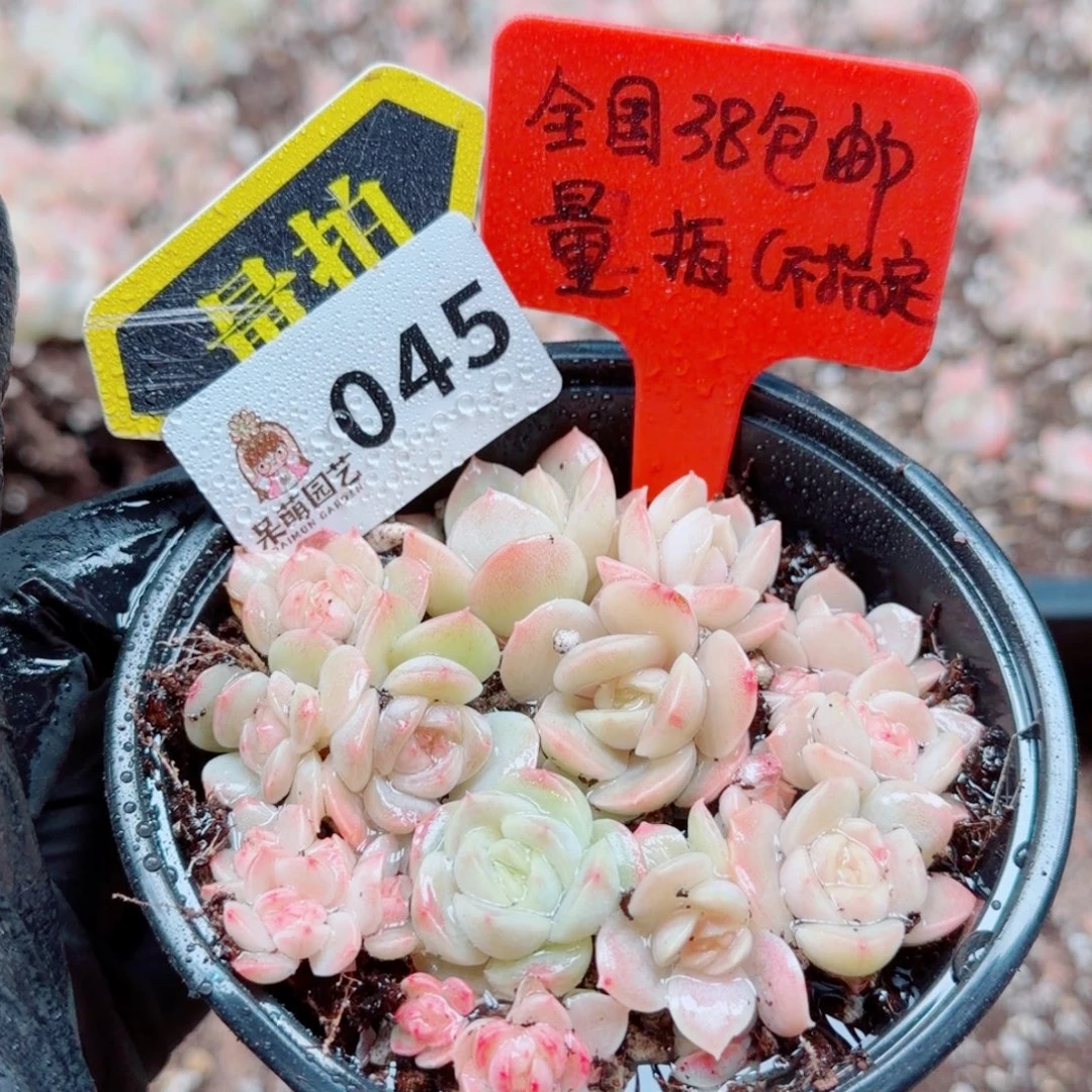 多肉植物多肉植物