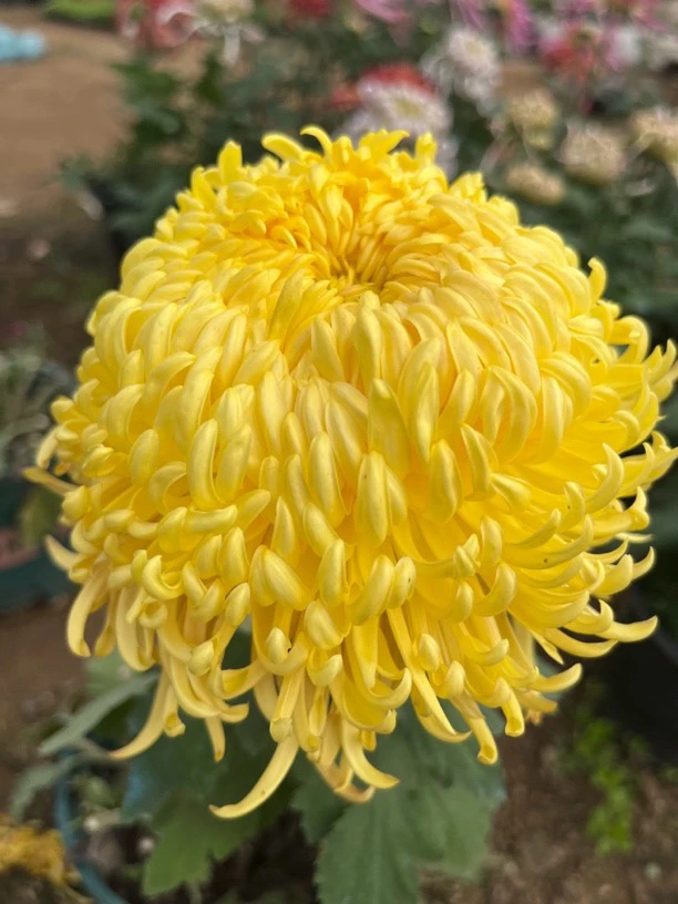 精品菊花苗小苗（奇彩灵光➕盘龙金卓➕盘龙嫦娥➕全乡烈火)