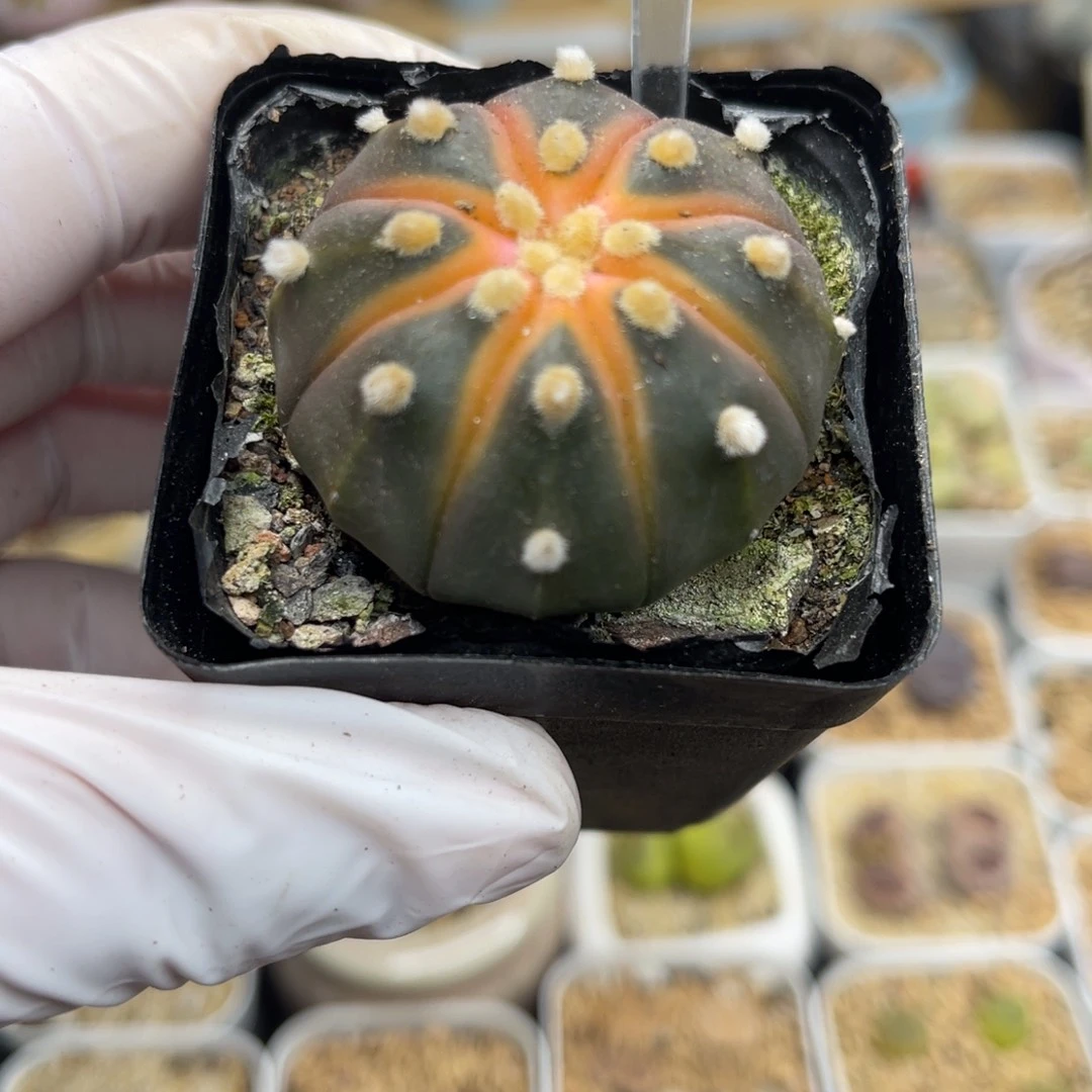 多肉植物一物一拍137