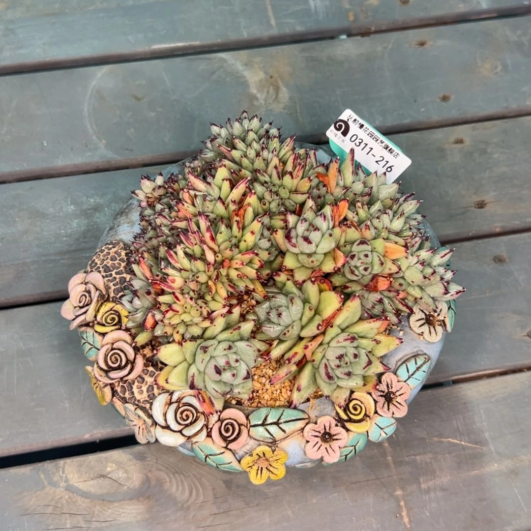 蛋**嫲多肉一物一拍0311-216带盆