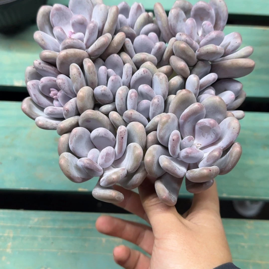 10头桃美人，发货点延迟