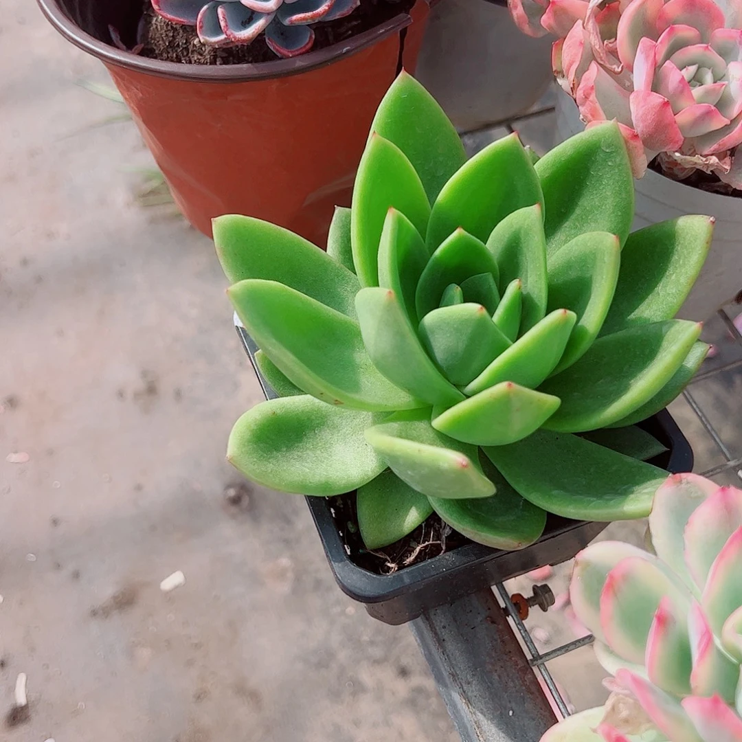 翠花大单头精品特价