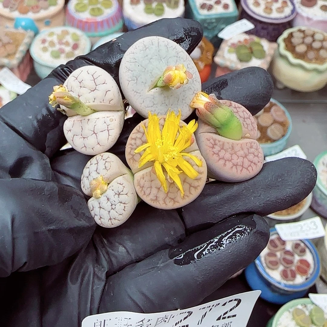 生石花满18包邮0927-272