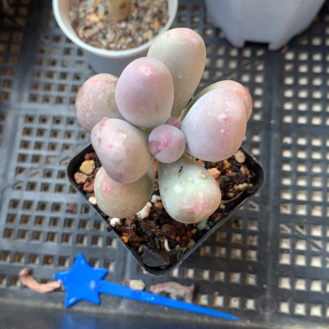 米可奶 小书肉奶酪多肉