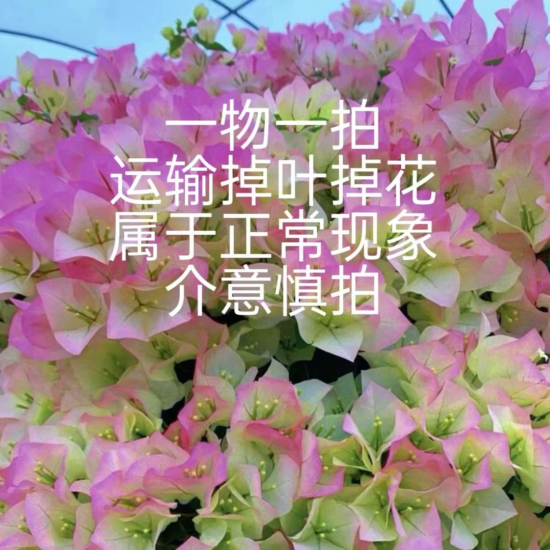 一物一拍 专属链接 四季开花勤花三角梅