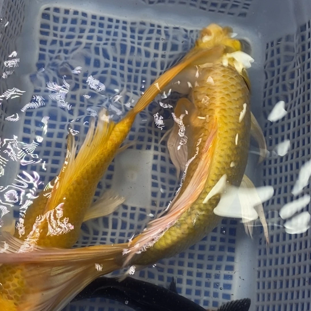 锦鲤冷水锦鲤包邮