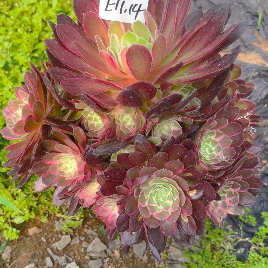 孔雀翎多肉多肉植物11.14号