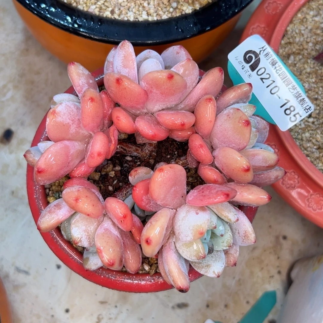 多肉一物一拍0210-185