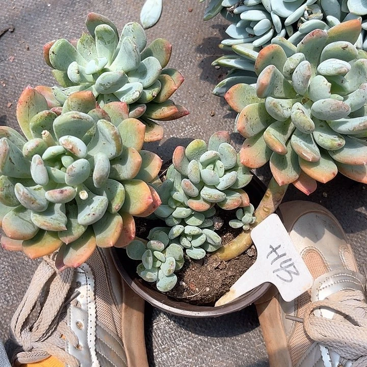 晨语多肉，一物一拍143