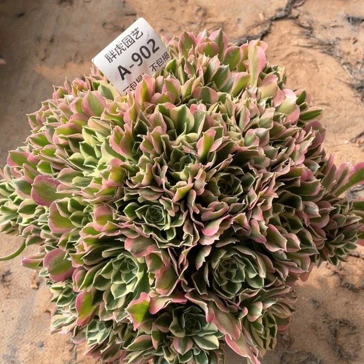 902雨花石大绣球多肉法师