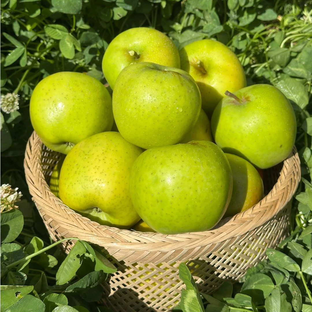 西藏王林苹果 纯甜无酸 脆爽多汁 皮薄肉嫩