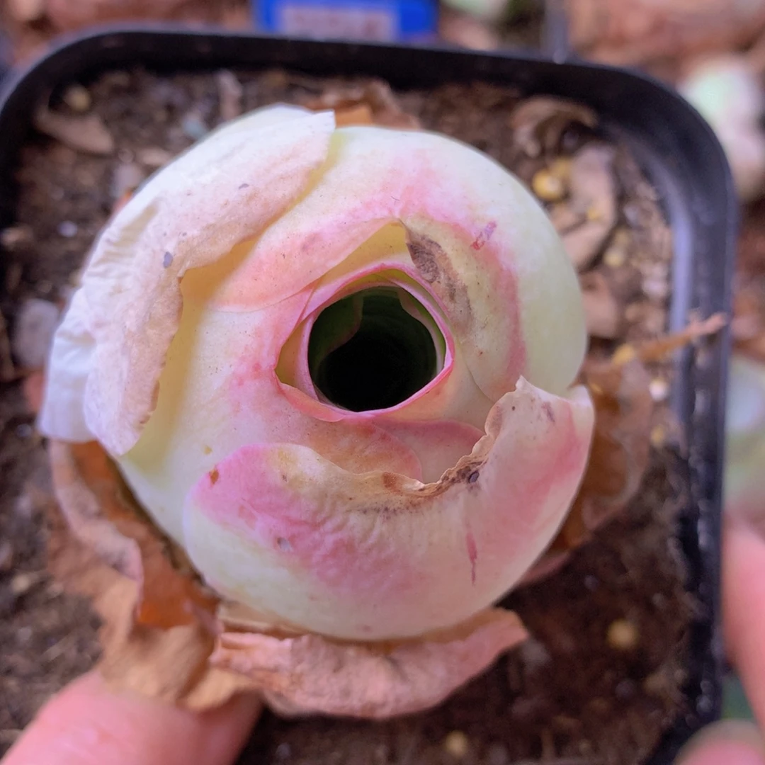 一物一拍星辰福利088